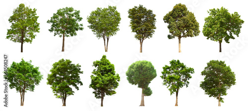 isolated tree green set is located on a white background.Collection of isolated tree green on white background Tropical tree