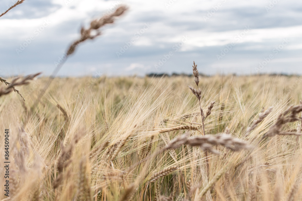 golden ears of wheat field with grasses under the sky on a cloudy day, harvest and farmland concept