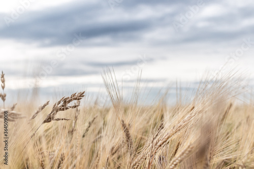 wheat field under a blue cloudy sky outdoor background. rye in the countryside