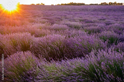 Lavender field