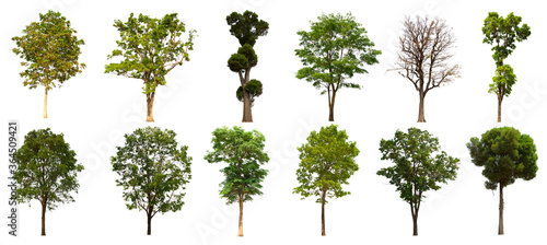 isolated tree green set is located on a white background.Collection of isolated tree green on white background Tropical tree