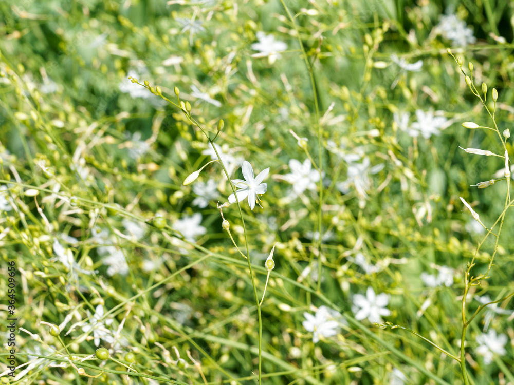Anthericum ramosum | Phalangère ramifiée ou Anthéricum ramifié à hampes florales aux abondantes grappes de petites fleurs étoilées blanc pur, extrêmités des étamines jaune Anthericum ramosum | Phalangère ramifiée ou Anthéricum ramifié à hampes florales aux abondantes grappes de petites fleurs étoilées blanc pur, extrêmités des étamines jaune