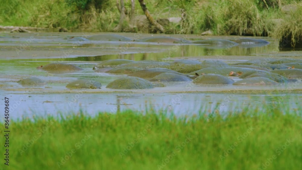 Wild hippos splash muddy water over eachother to cool down in Africa Wild hippos splash muddy water over eachother to cool down in Africa
