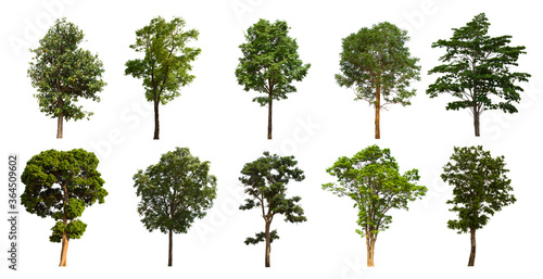 isolated tree green set is located on a white background.Collection of isolated tree green on white background Tropical tree