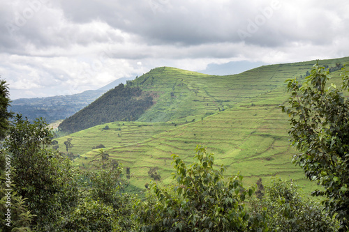 Deforested hills for cattle grazing in the former Gishwati forest area in Northwestern Rwanda (Nyabihu district)