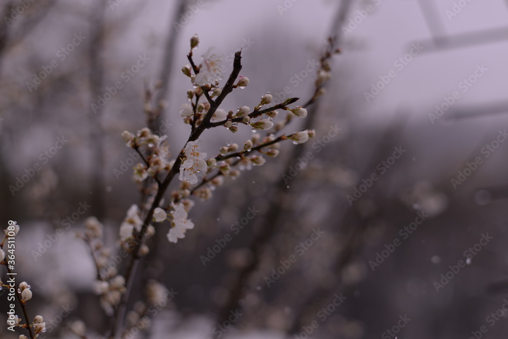 prunus armeniaca flowers in the snow. abnormal phenomenon in spring season prunus armeniaca flowers in the snow. abnormal phenomenon in spring season