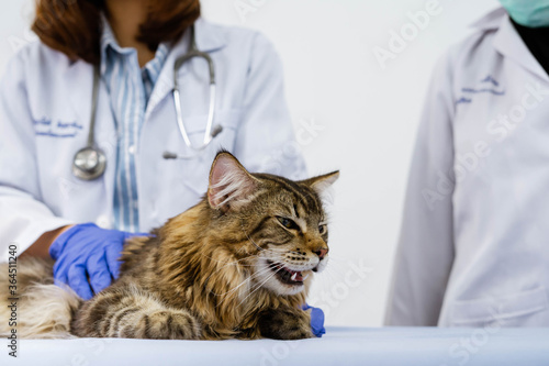 Young women veterinarian examining cat on table in veterinary clinic