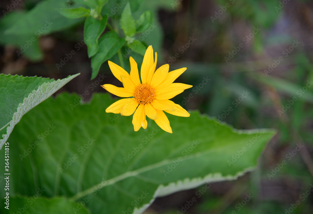 Echinacea yellow paradoxa , flowers in the garden