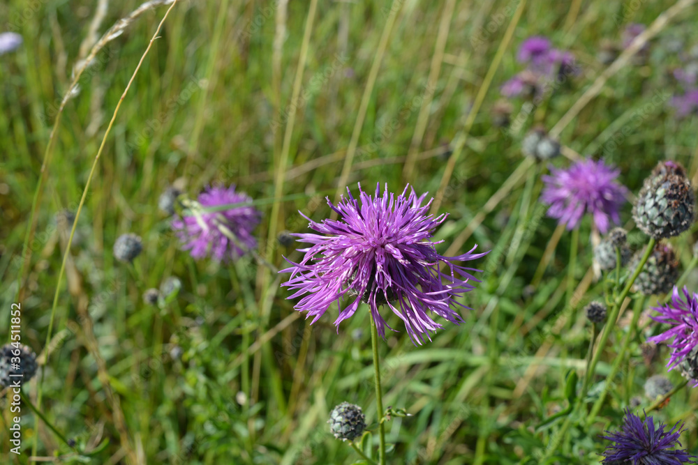 Greater Knapweed flower, also known as Centaurea scabiosa Greater Knapweed flower, also known as Centaurea scabiosa