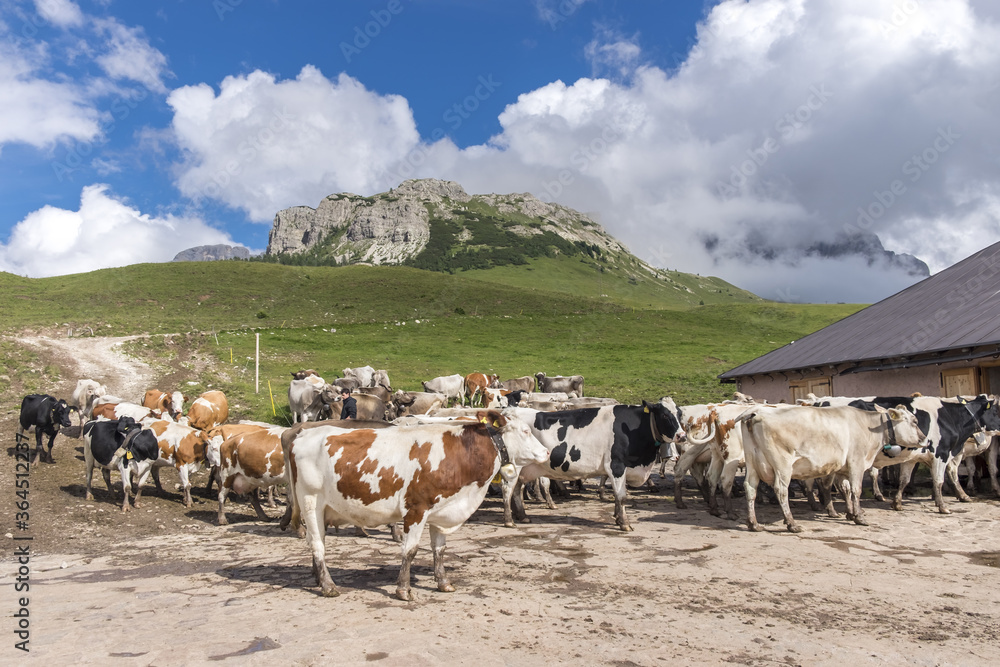Obraz premium cows in the mountains