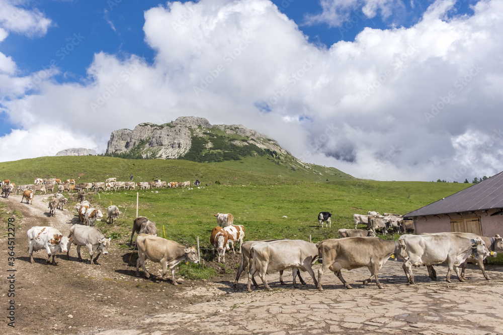 Obraz premium cows returning to the farm