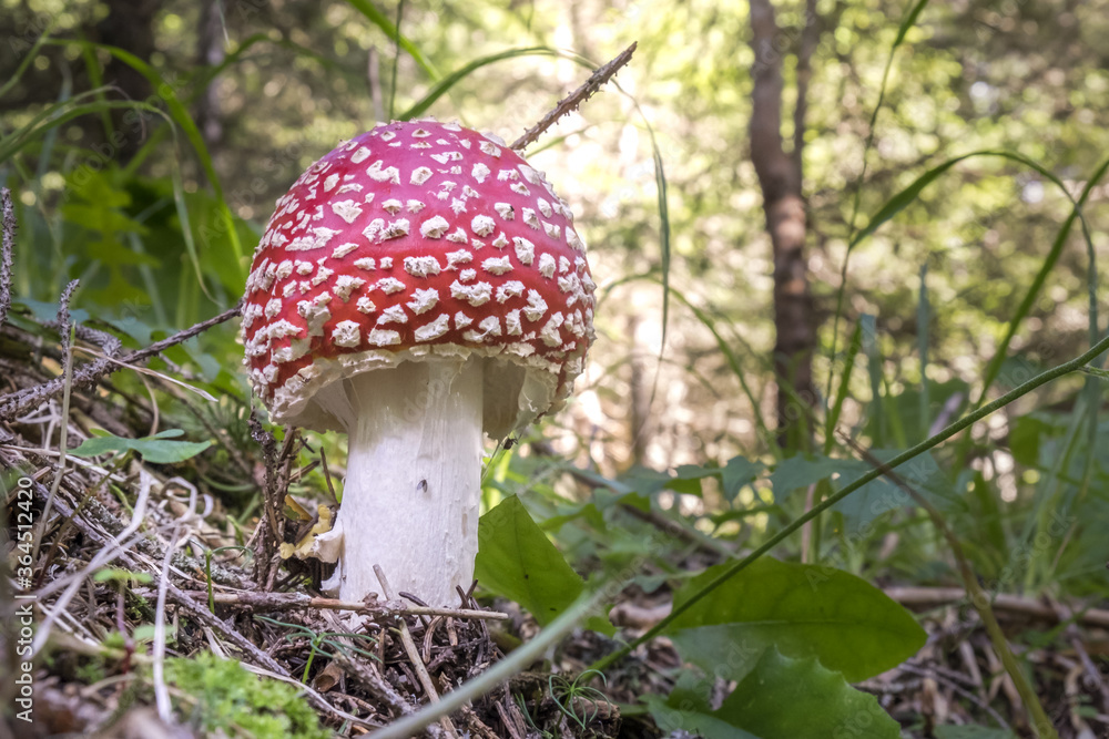 red and white amanita phallus mushroom in the woods red and white amanita phallus mushroom in the woods