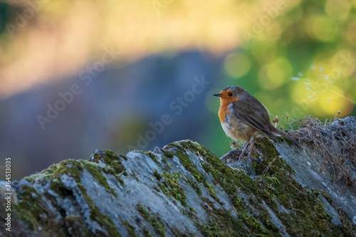 European RobinErithacus rubecula Bright Bokeh Background O Seixo Mugardos Galicia photo