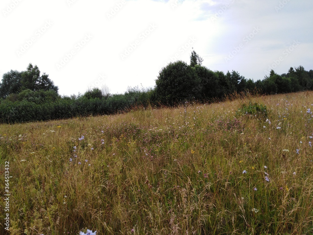 meadow with flowers