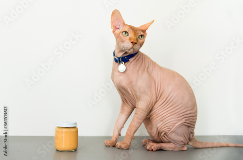 The cat sphinx and pot baby food