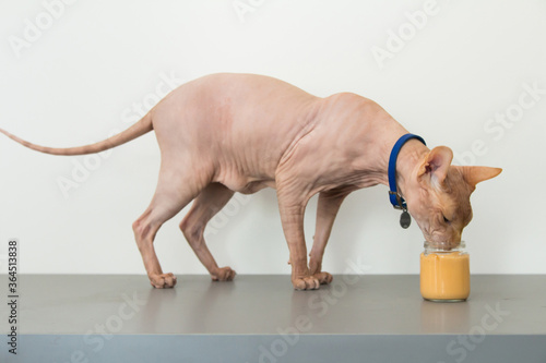 The cat eats baby food