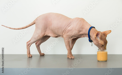 the cat eats baby food