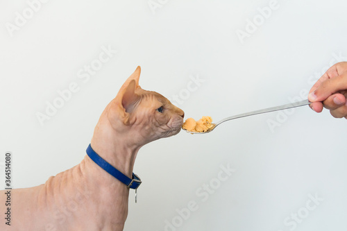 The cat eats baby food