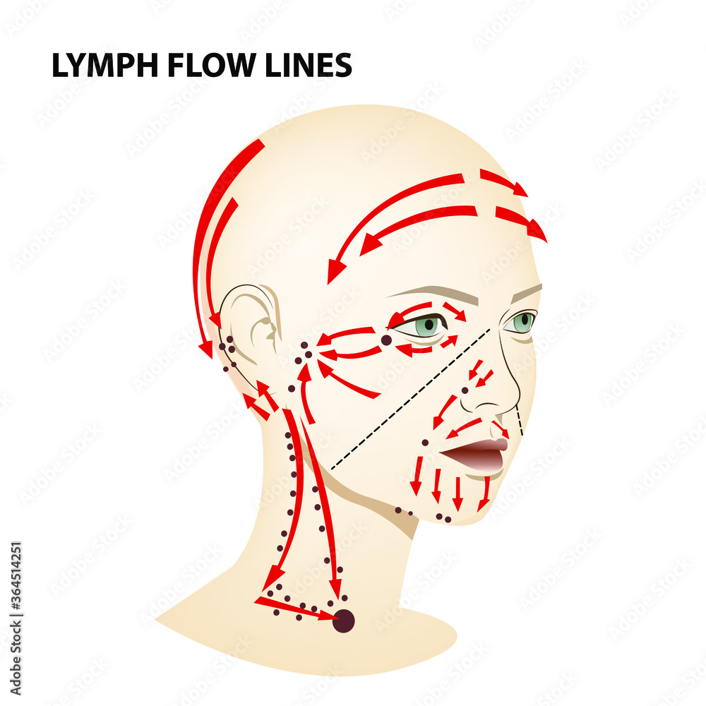 Medical poster. Lymphatic flow on the face and neck of a person, vector ... Biology Diagrams