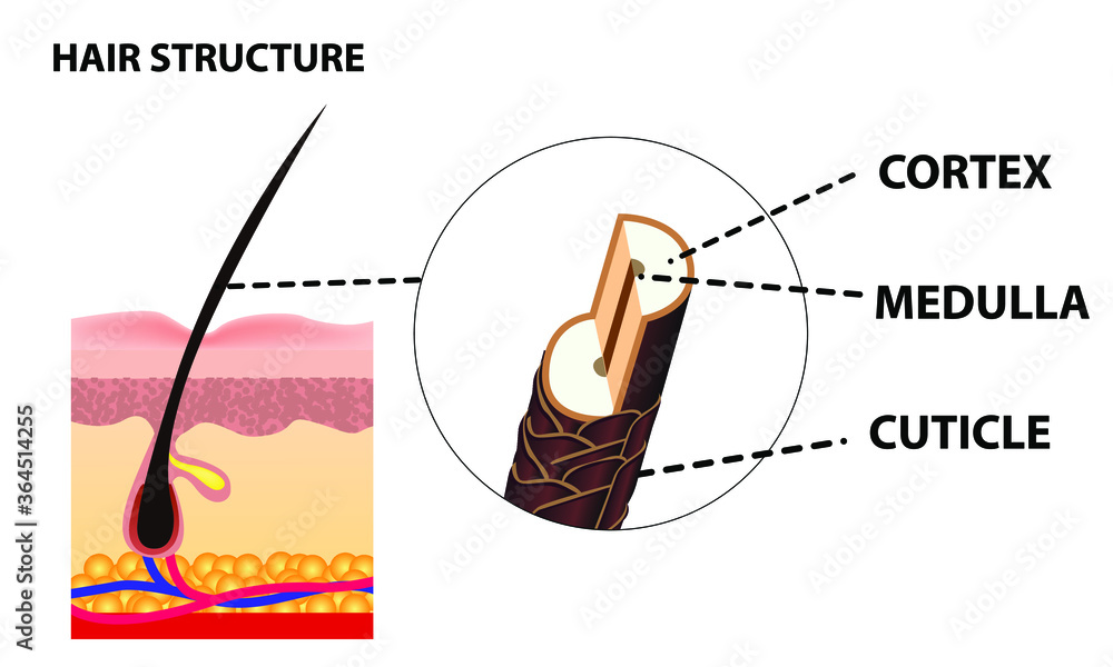 Human hair anatomy deals