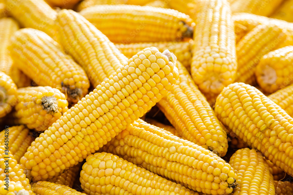 Several sweet corn ears. Yellow corn as vegetable background. Several sweet corn ears. Yellow corn as vegetable background.