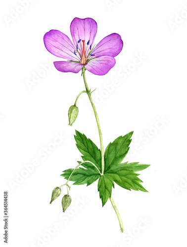 Fototapeta Naklejka Na Ścianę i Meble -  watercolor drawing meadow geranium flowers