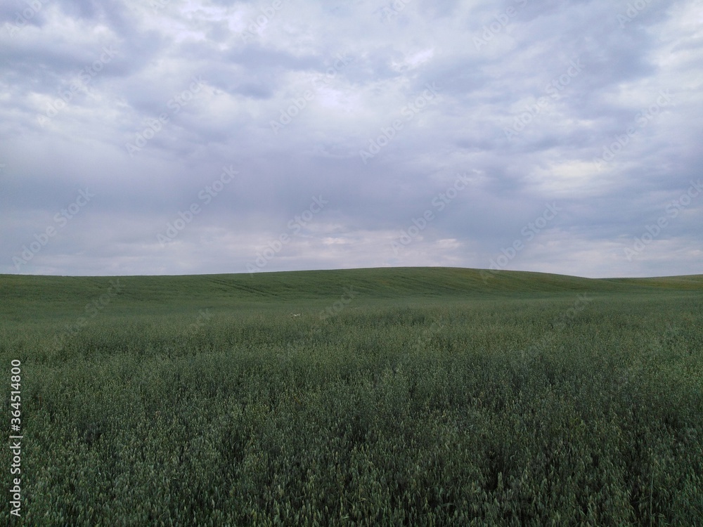 field of wheat field of wheat