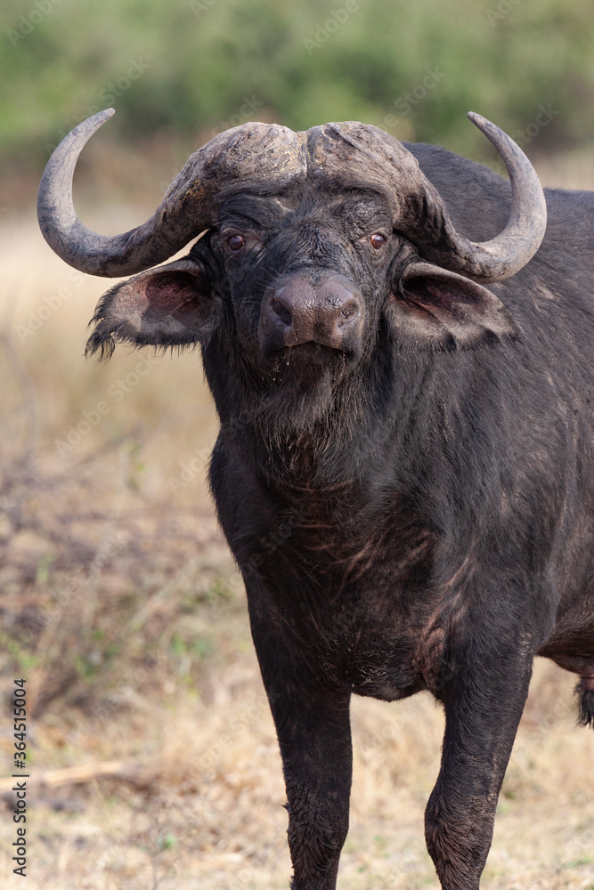 Cape buffalo (Syncerus caffer) in Chobe National Park in northern Botswana, Africa.