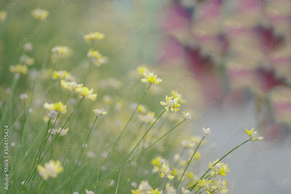 Light background with close up of a plant Light background with close up of a plant