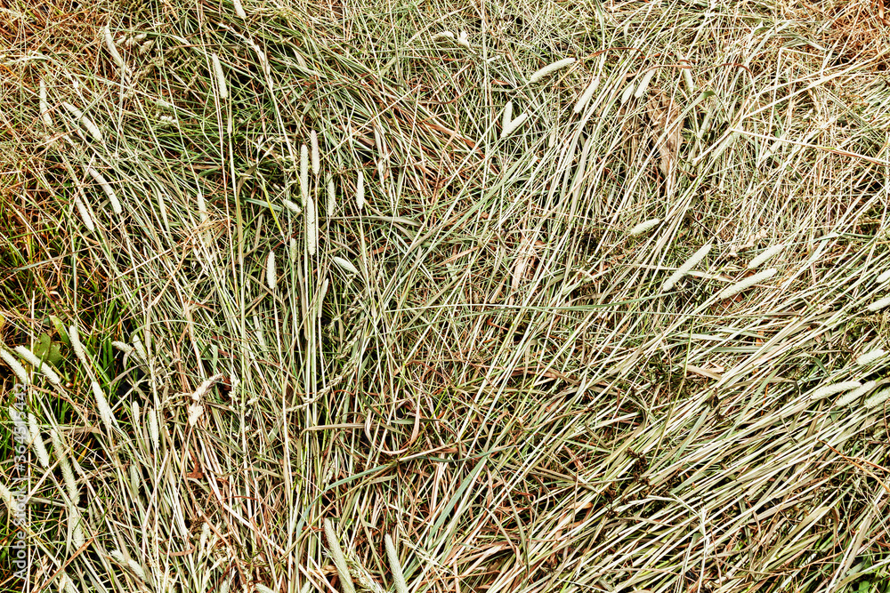 background of mown grass