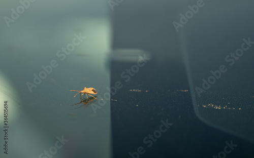 a small bug on a car windscreen
