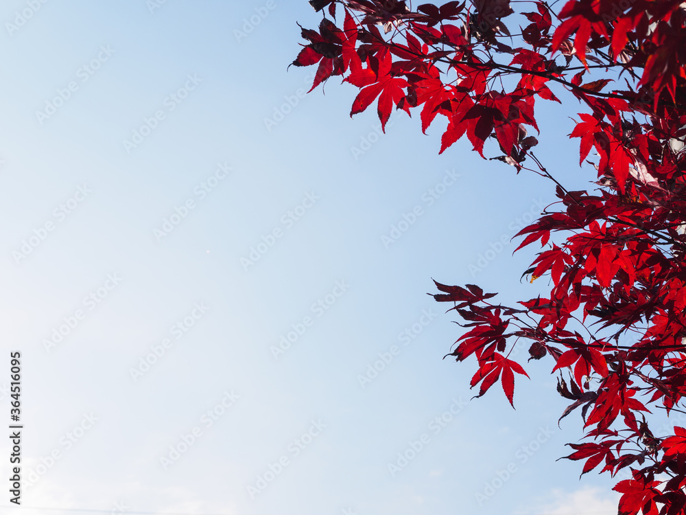 Red maple leaves against a dull blue sky, looking up. Autumn concept. Ideas for a screensaver or autumn background. Autumn frame Red maple leaves against a dull blue sky, looking up. Autumn concept. Ideas for a screensaver or autumn background. Autumn frame