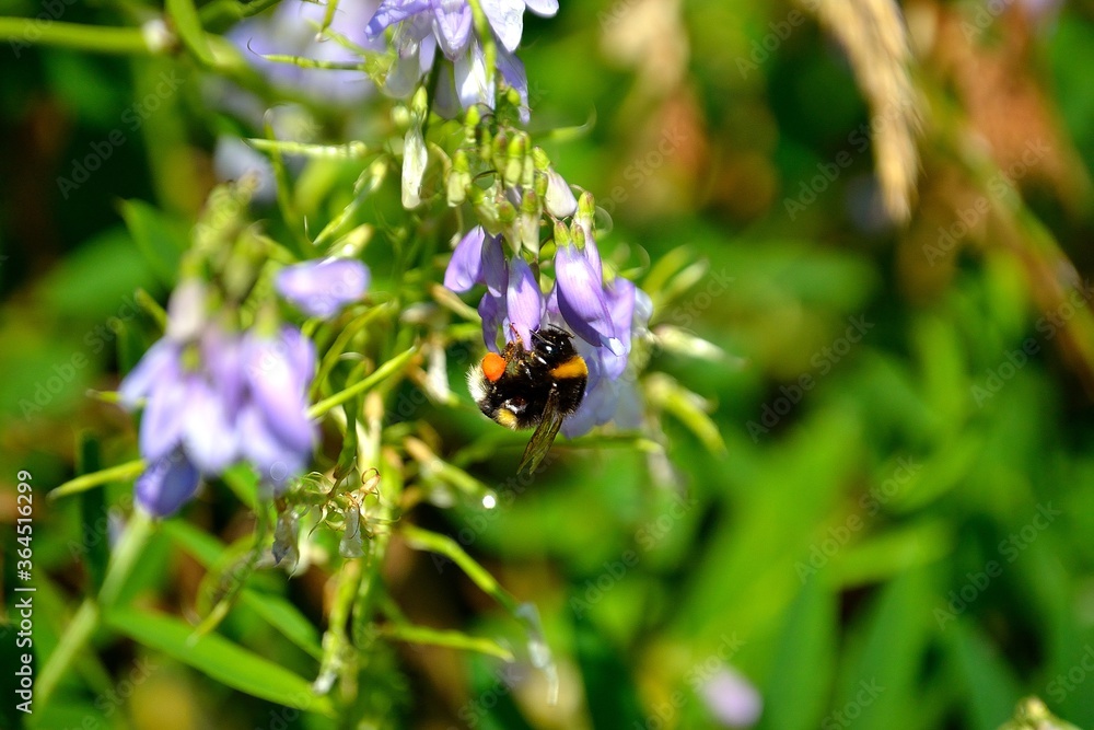 Bumblebee - Bombus terrestris - photographed while collecting pollen on a vetch flower Bumblebee - Bombus terrestris - photographed while collecting pollen on a vetch flower