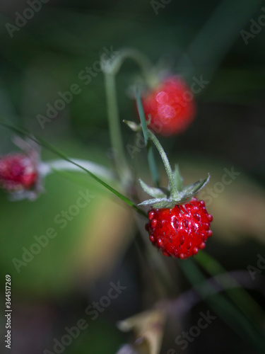 Wild stawberries