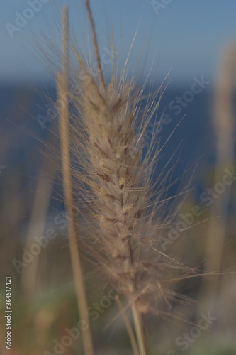 Wheat in the wind