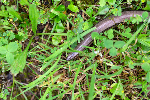 Detail of the Blindworm Fragile (Anguis fragilis) in the Nature