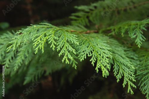 Cedar green foliage photo