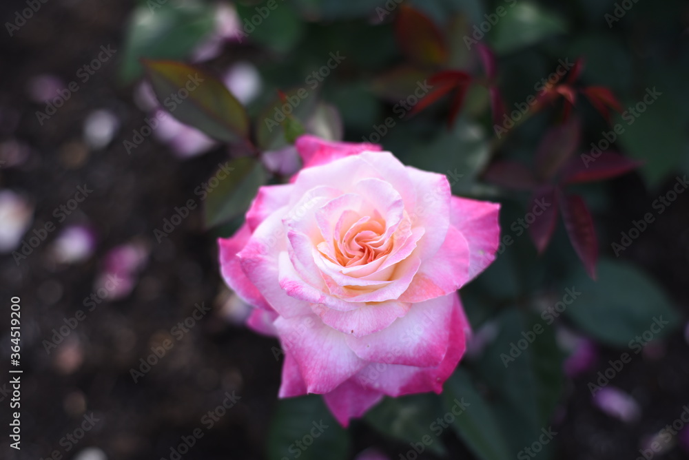 薔薇の花 薔薇の花