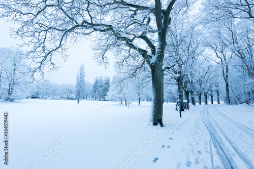 Naked tree in a snowy park