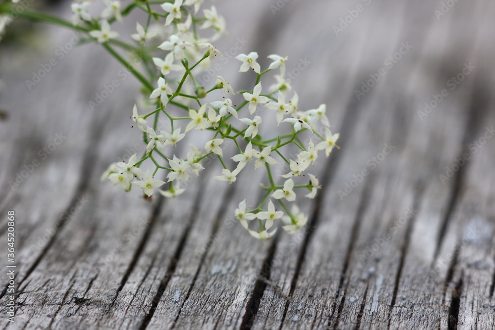 field flower on the surface of a structural tree in cracks field flower on the surface of a structural tree in cracks