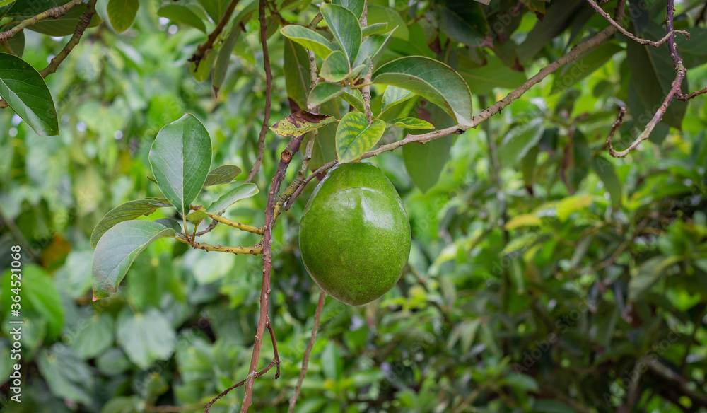 Common avocado harvest attached to the tree Common avocado harvest attached to the tree