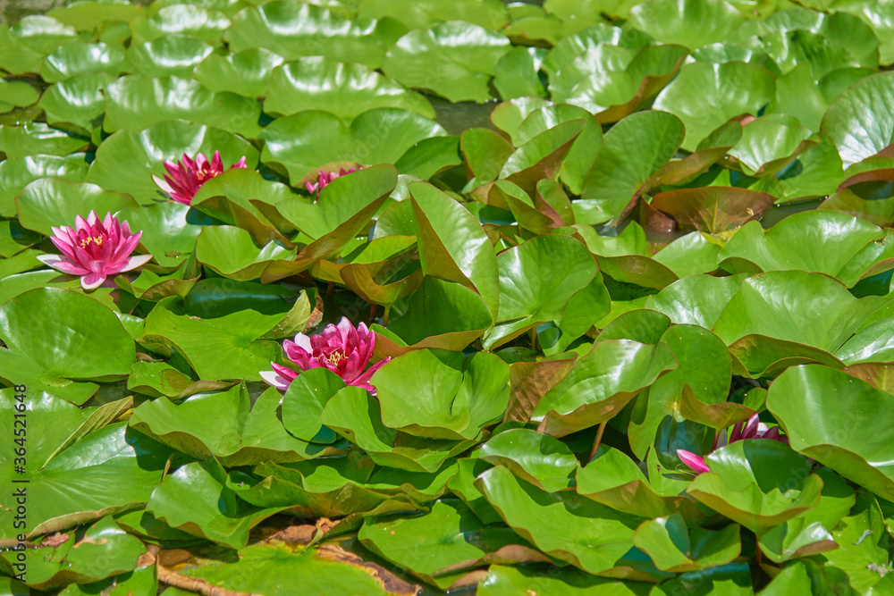 Full frame leaves and flowers of a bright pink water Lily, illuminated by the sun. Full frame leaves and flowers of a bright pink water Lily, illuminated by the sun.