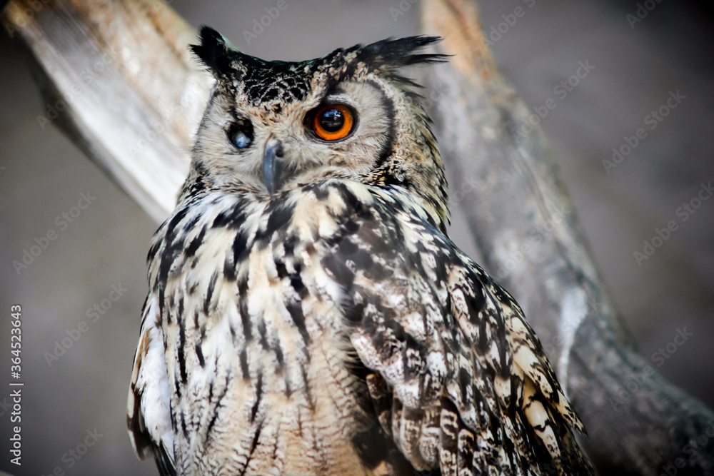 Fototapeta premium On Eye Owl