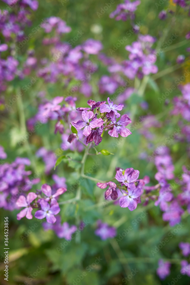 Lunaria annua