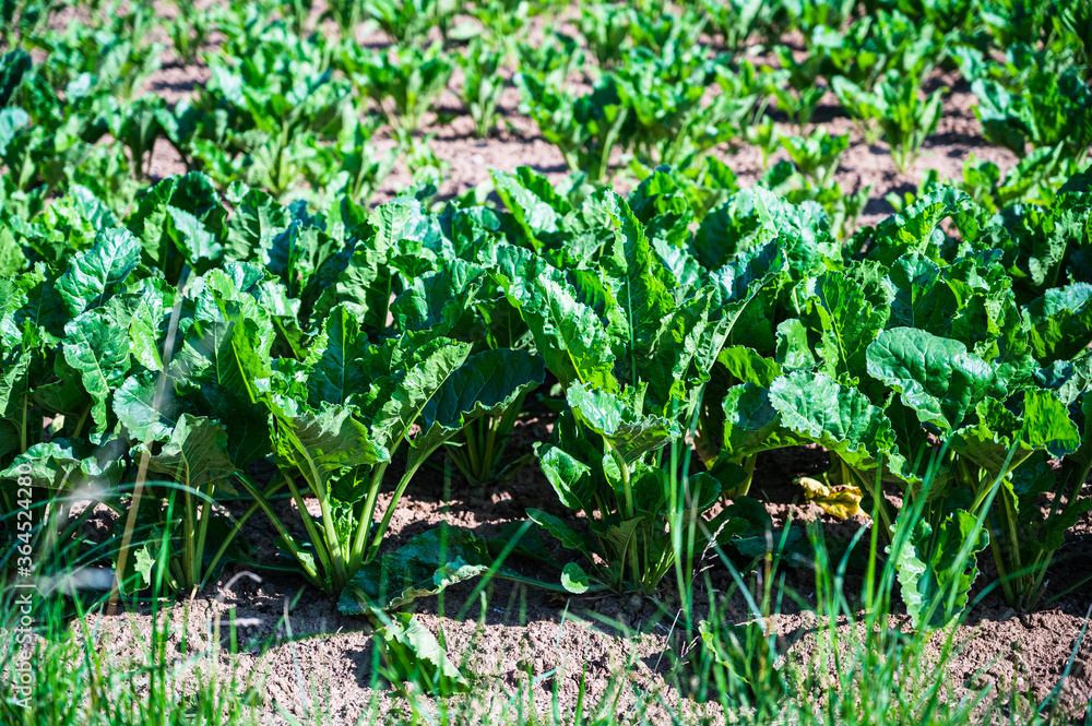 A closeup shot of the green crops growing on the ground in the field A closeup shot of the green crops growing on the ground in the field