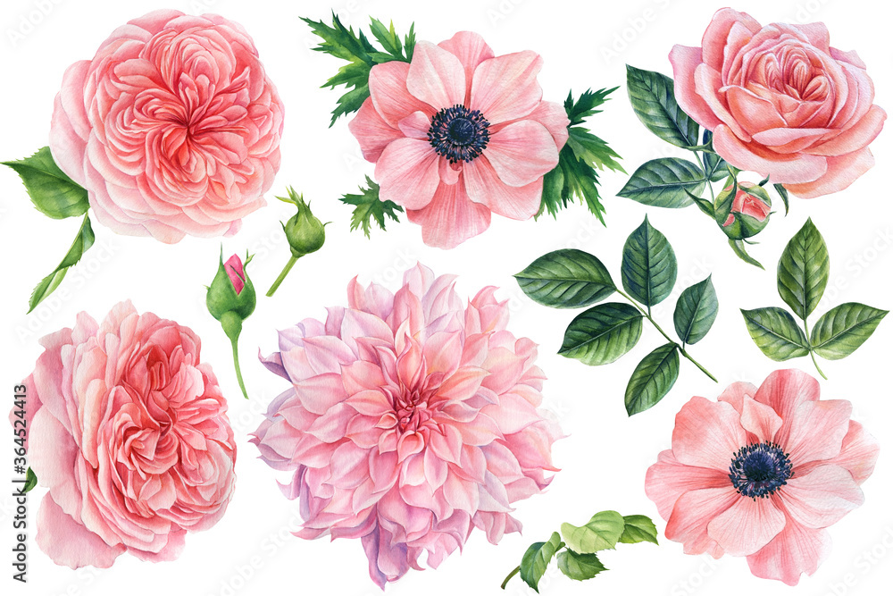 Beautiful flowers. Set of botanical drawings on a white isolated background. Watercolor pink anemones, roses, dahlias - obrazy, fototapety, plakaty 
