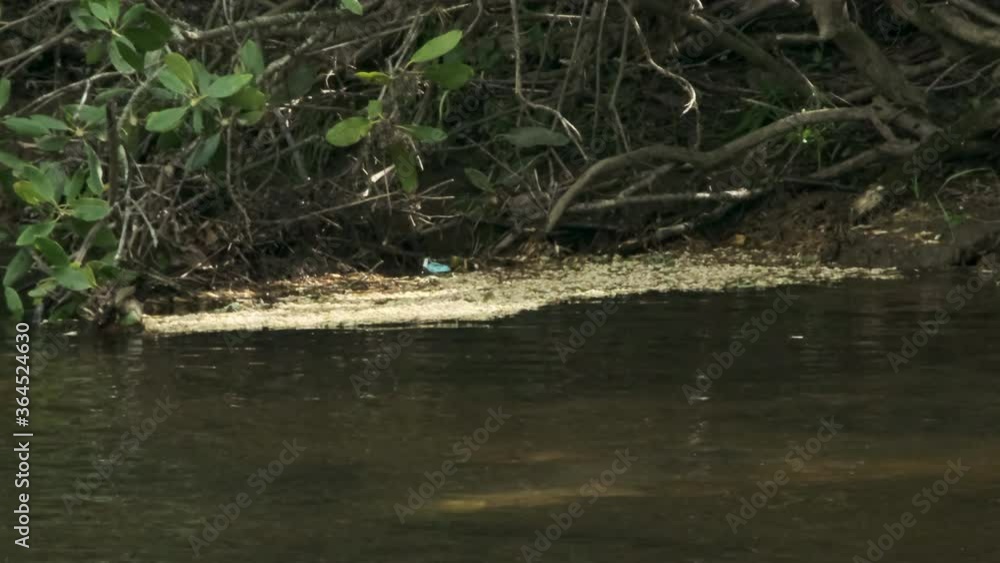 Scenic water view of particles moving in cloudy murky brown river water flowing down stream with garbage at edge, close up static Scenic water view of particles moving in cloudy murky brown river water flowing down stream with garbage at edge, close up static