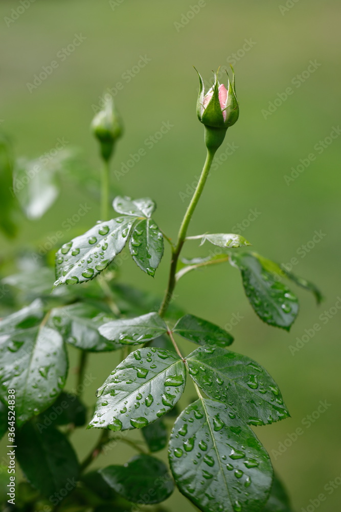 Rosenknospen nach dem Regen Rosenknospen nach dem Regen