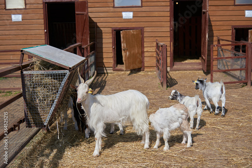 A goat with young goats in a paddock .
