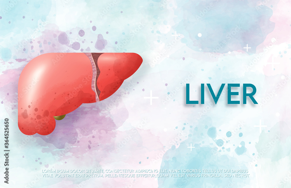 Human liver and treatment watercolor style. A concept hospital for